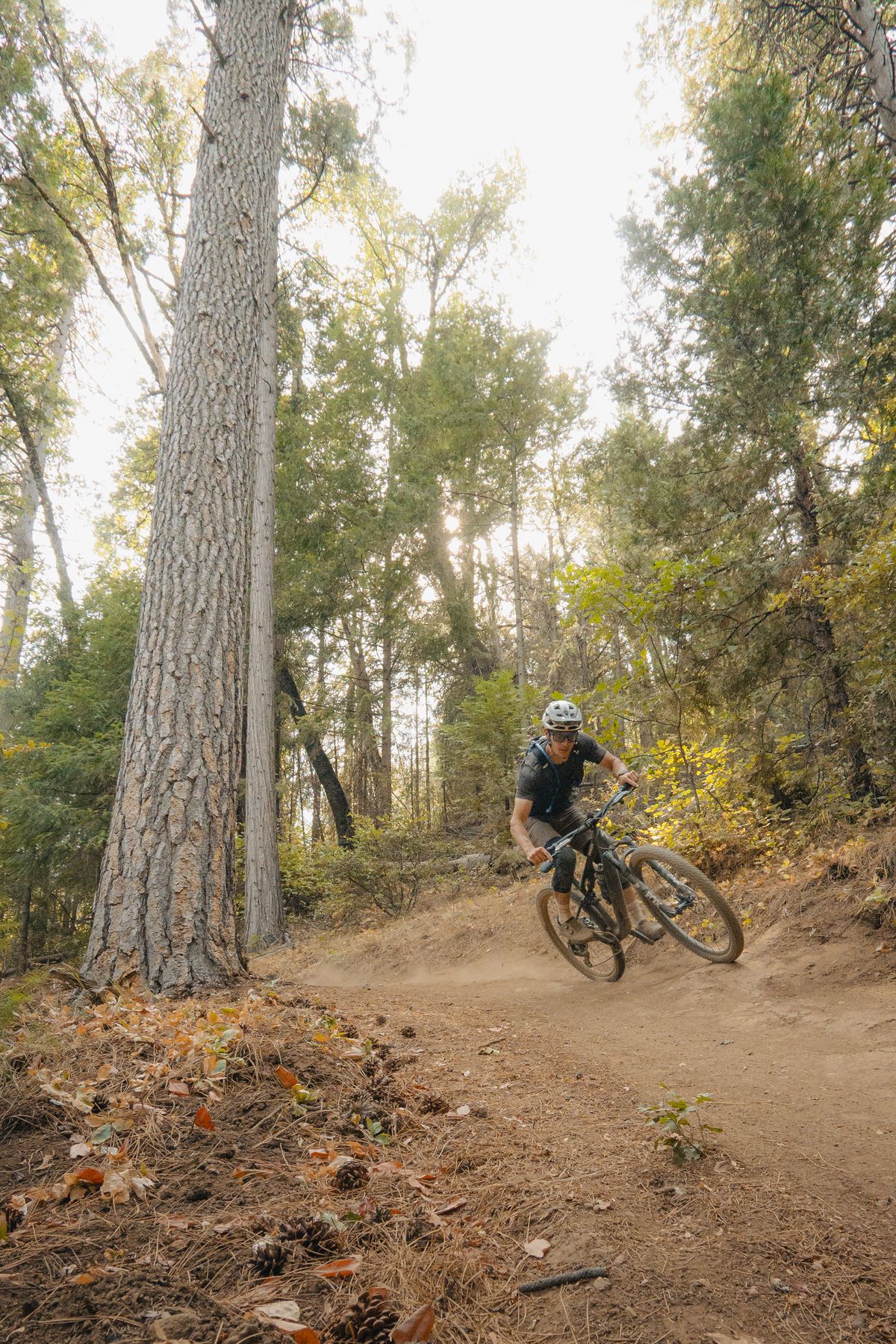 Mountain biker carving a dusty forest trail