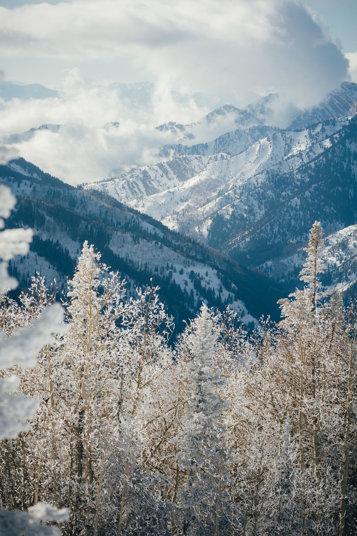 Frosted trees above a snow-covered mountain range