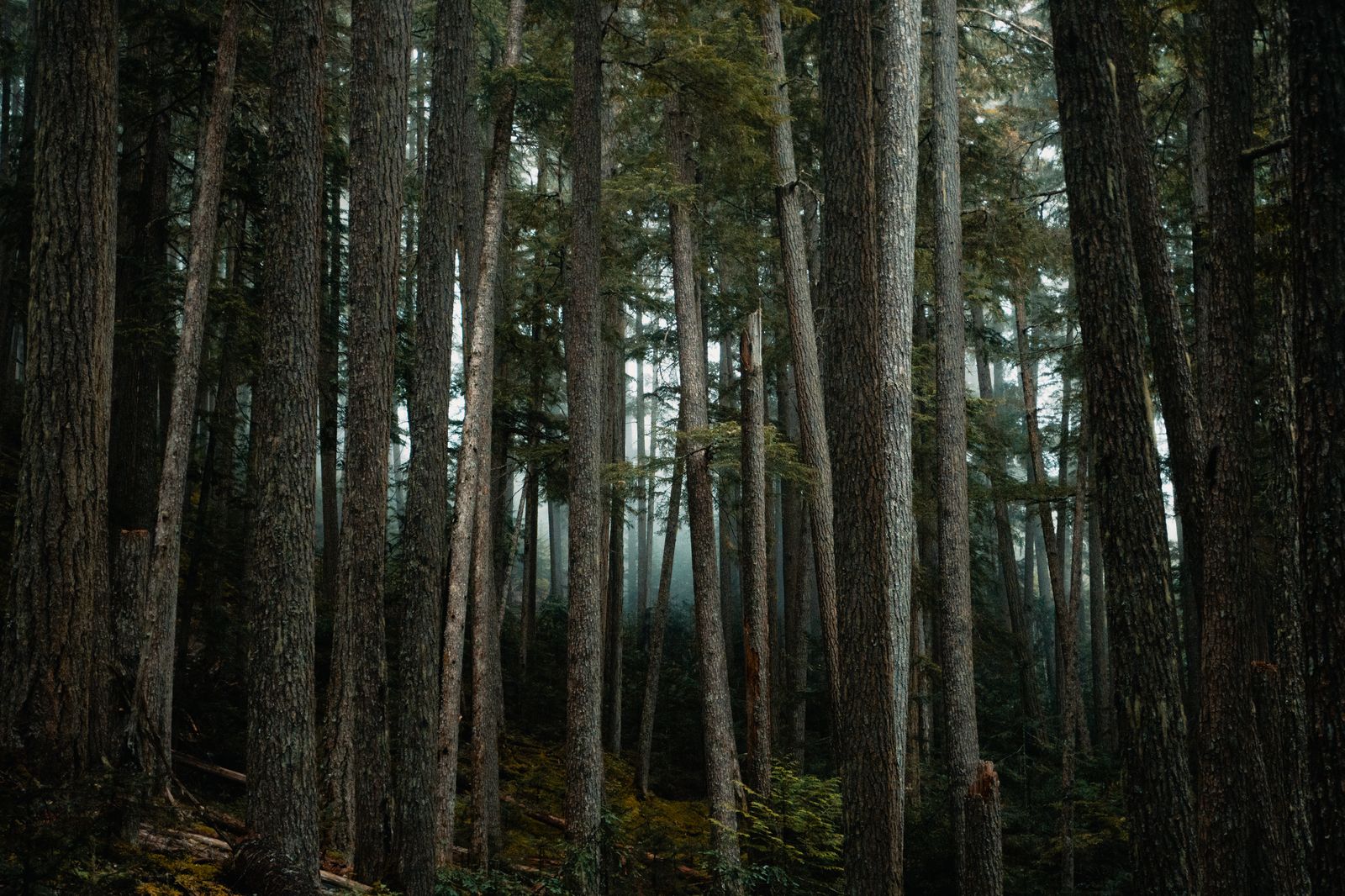 Dense misty coastal forest